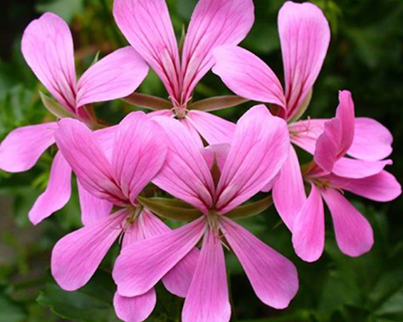 Geranio pendente parigino - immagine 3