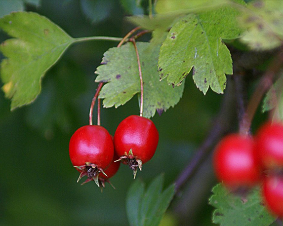 Azzeruolo rosso - immagine 3