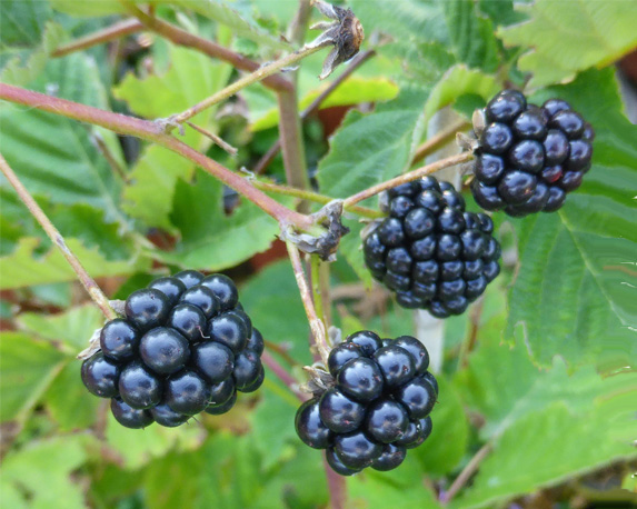 More senza spine - immagine 3