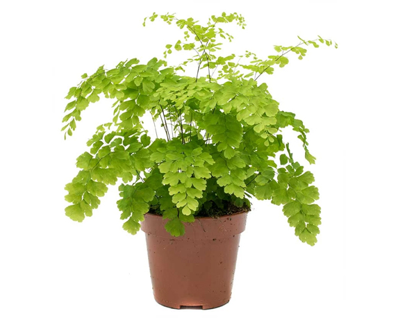 Adiantum raddianum fragrans