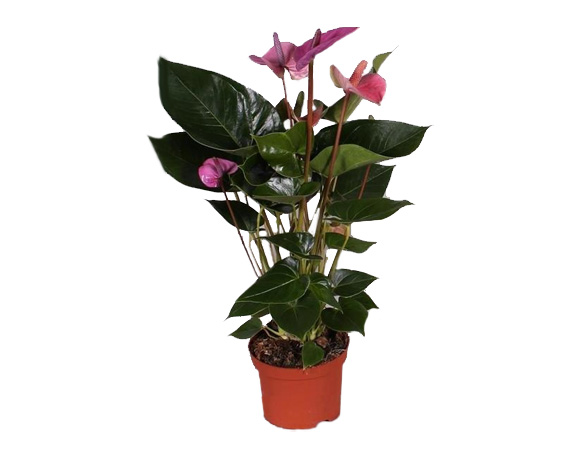 Anthurium andreana cavalli