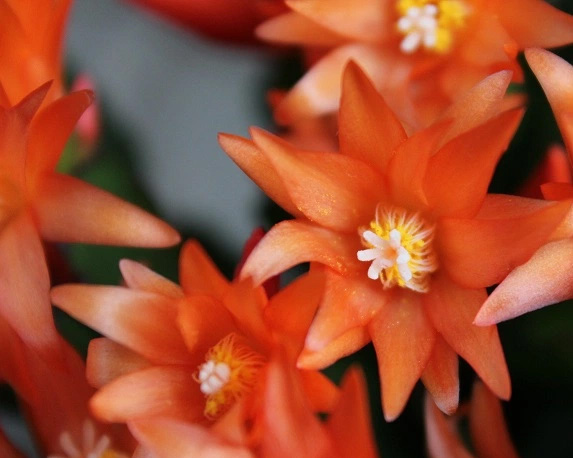 Rhipsalidopsis - immagine 4