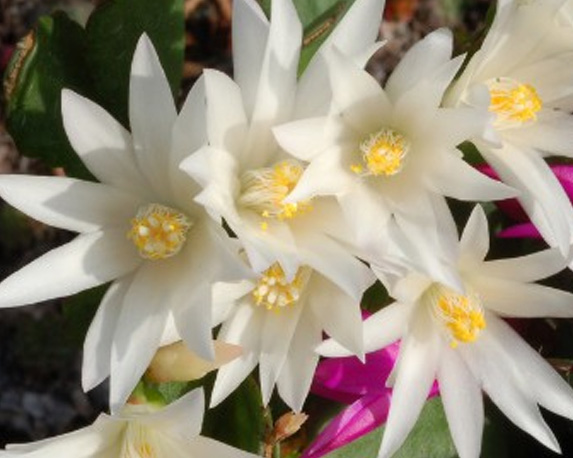 Rhipsalidopsis - immagine 3