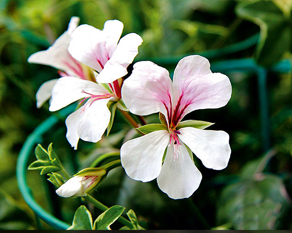 Geranio pendente parigino - immagine 4