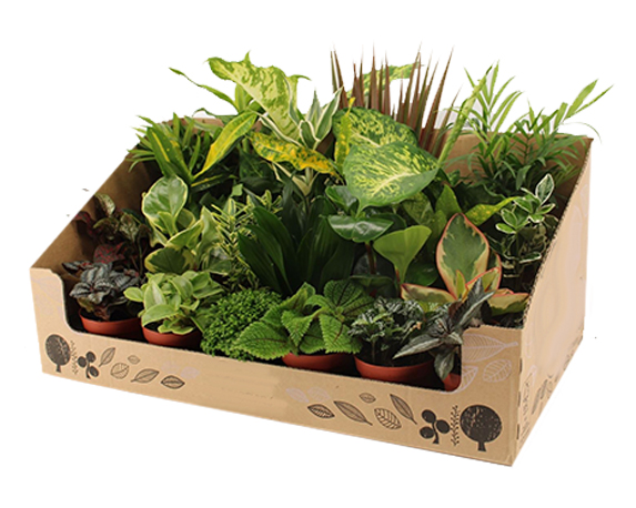 Piantina kamerplanten