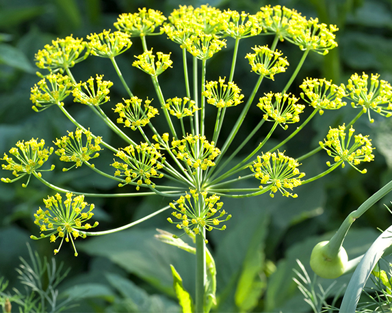 Finocchietto - immagine 3