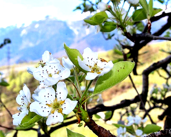 Ciliegio ferrovia - immagine 3