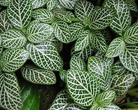 Fittonia mix - immagine 4