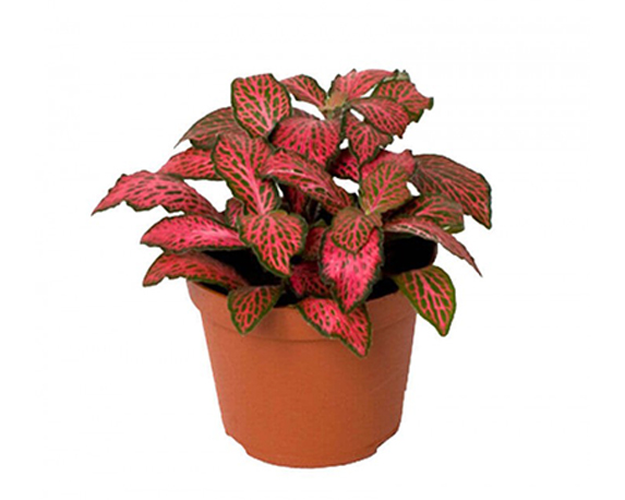 Fittonia mix - immagine 3