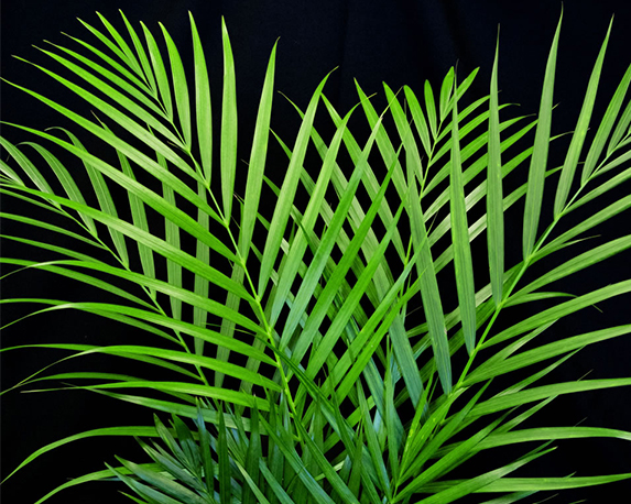 foliage palms 1
