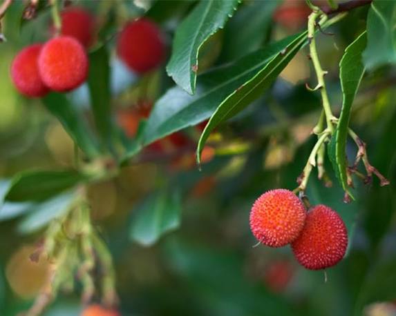 Arbutus unedo h100/125 - immagine 3