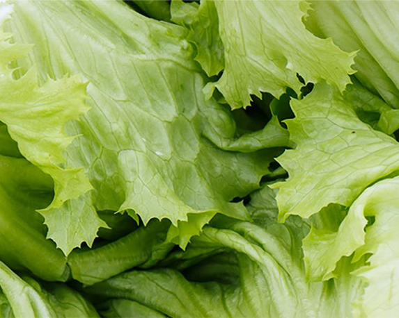 frankort lettuce 1
