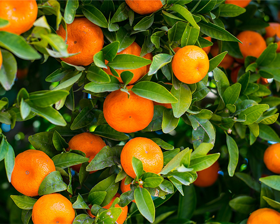 Clementina - immagine 3