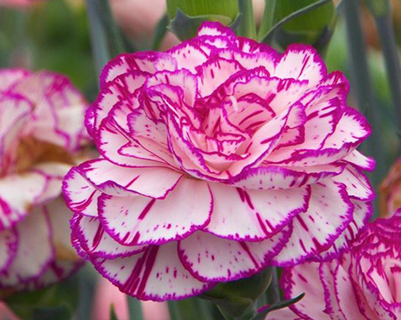 Garofano da talea - immagine 3