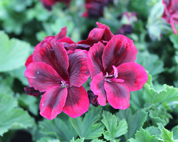 Geranio macranta - immagine 3