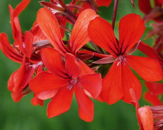 Geranio pendente parigino - immagine 5