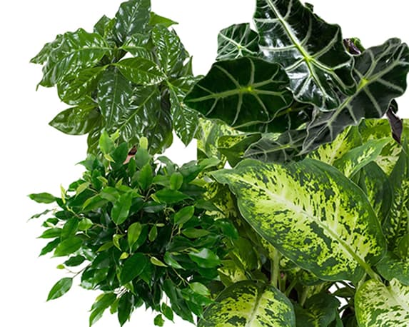 Piantina kamerplanten - immagine 5