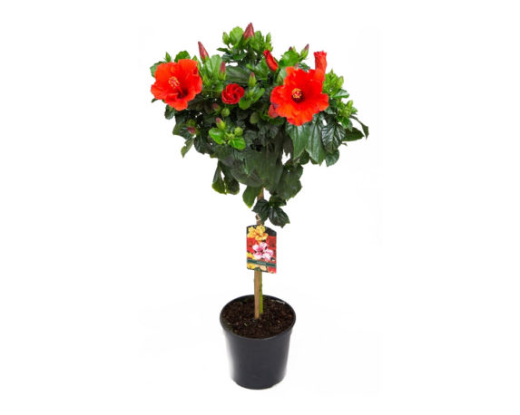 Hibiscus alberello