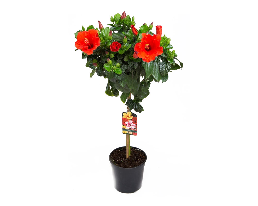 Hibiscus alberello