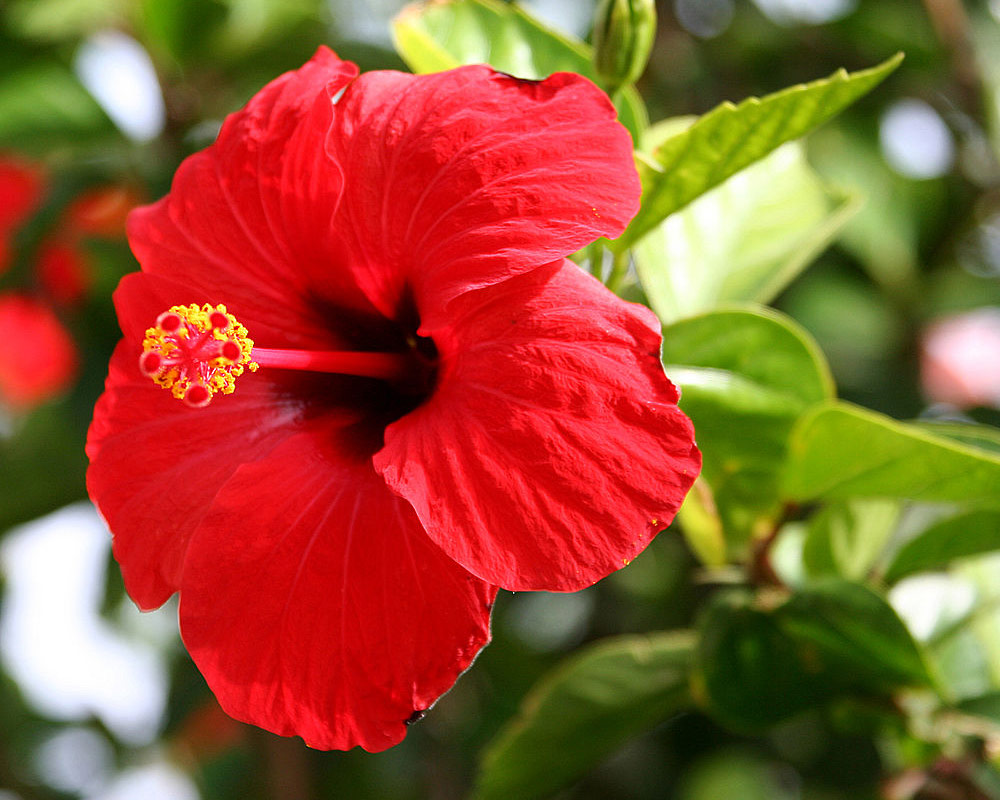 Hibiscus alberello - immagine 2