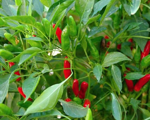 Peperoncino calabrese minipack - immagine 3