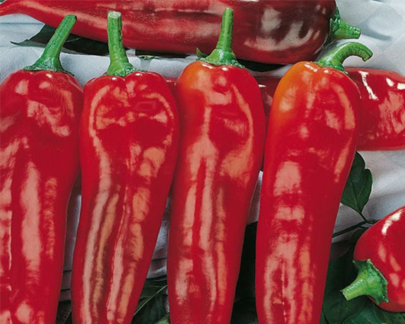 Peperone corno di toro rosso - immagine 3