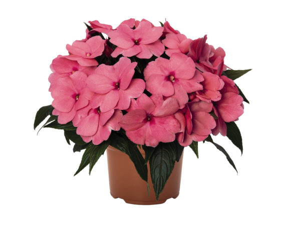 Impatiens nuova guinea