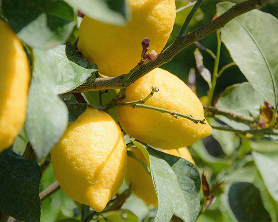 Limone lunario - immagine 3