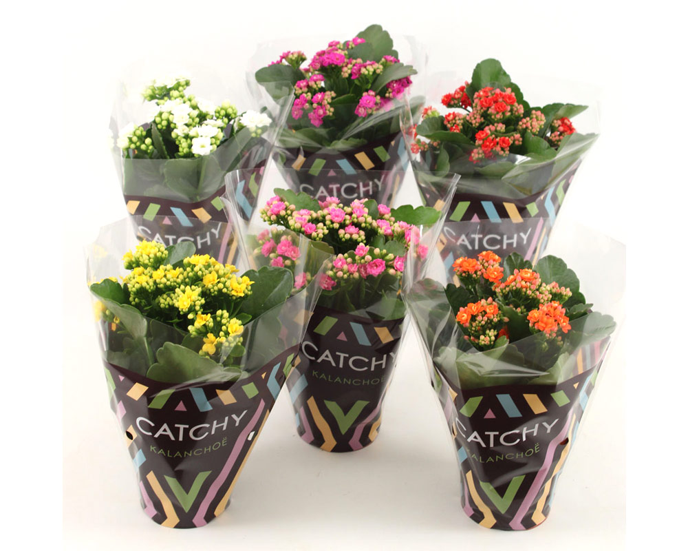 Kalanchoe - immagine 2