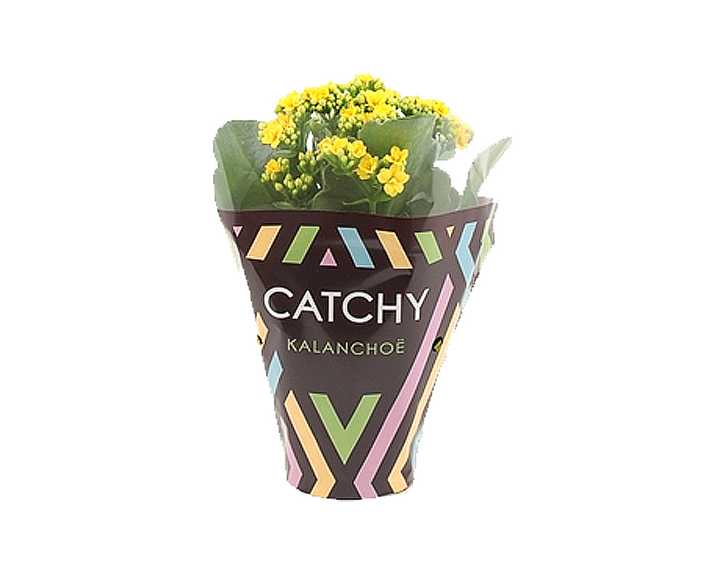 Kalanchoe
