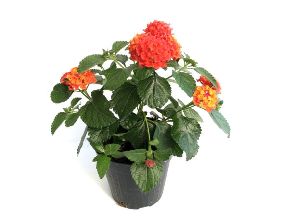 Lantana camara