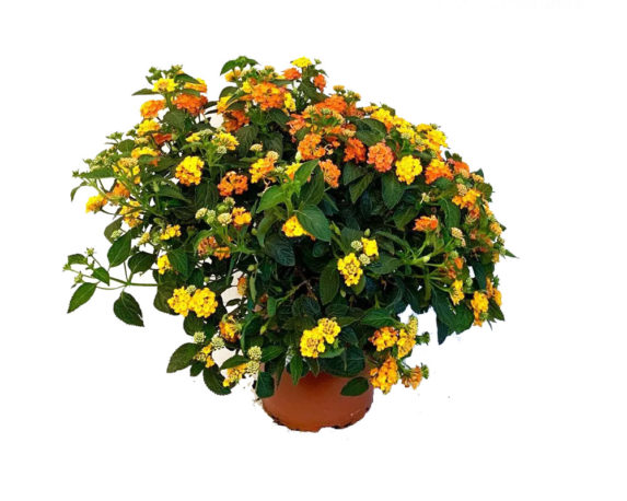 lantana strisciante vaso 16 piante firoite piante da vivaio piante e fiori 1