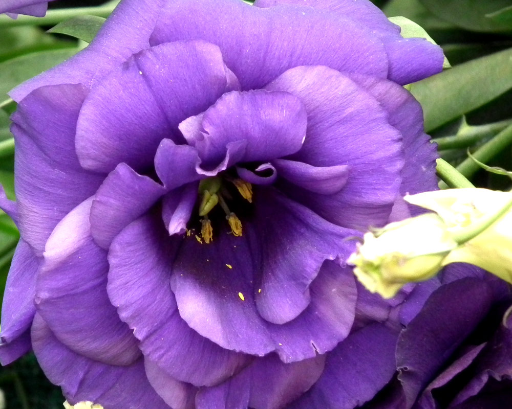 Lisianthus - immagine 2