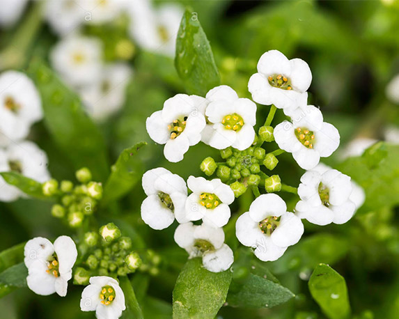 Lobularia Marittima - immagine 5