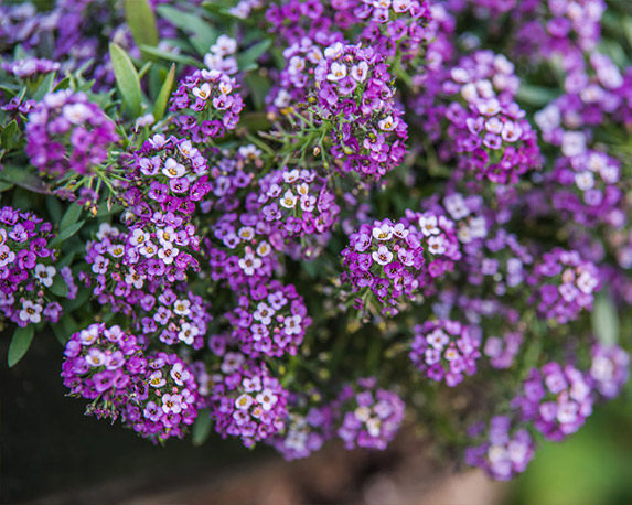 Lobularia Marittima - immagine 4