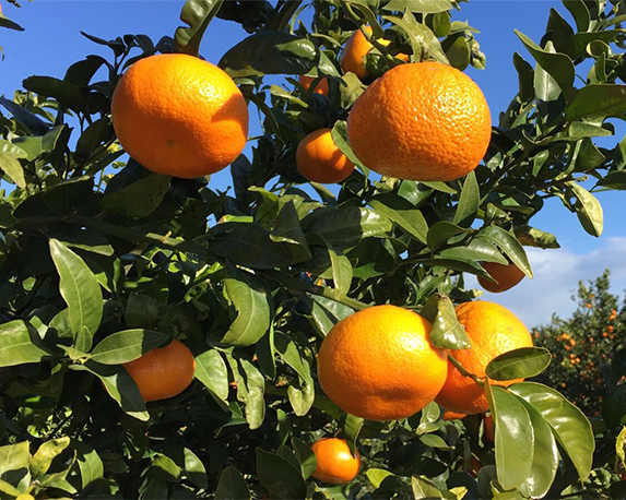 Mandarino - immagine 3