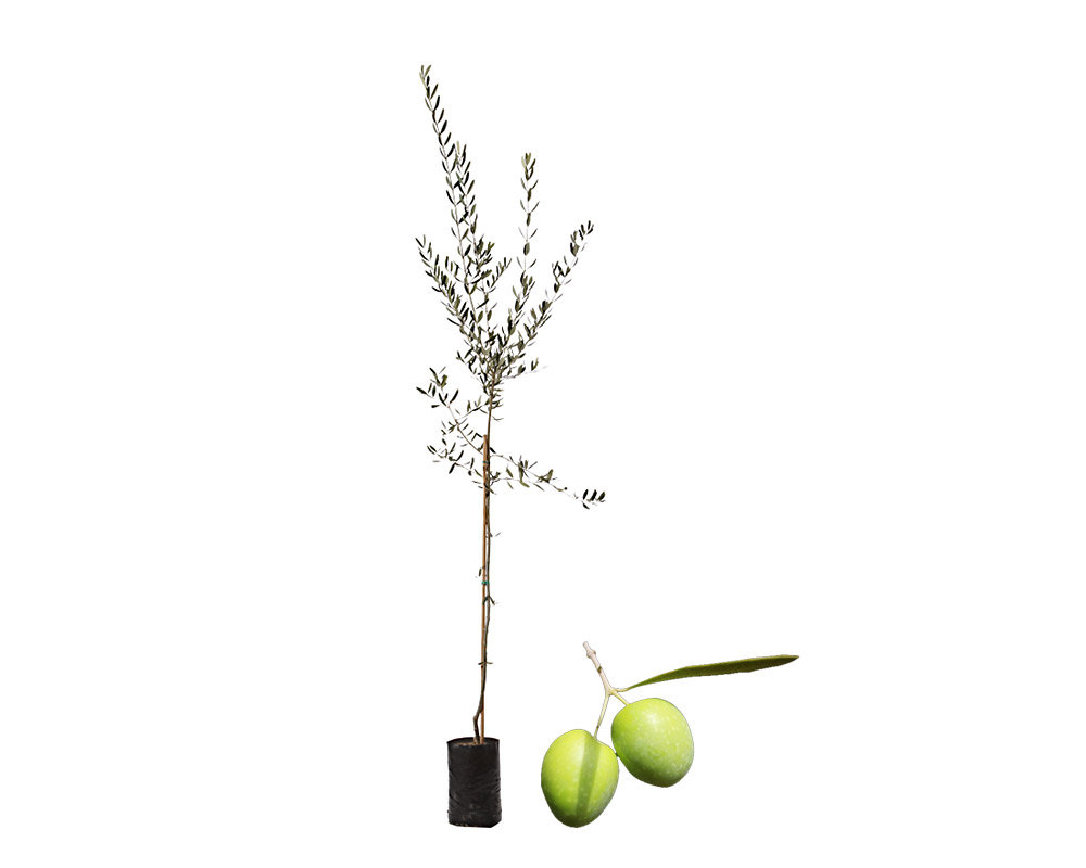 olivo biancolilla fitocella
