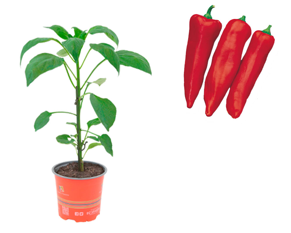 Peperone corno di toro rosso