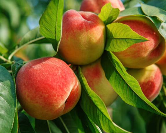 Pesco maria bianca - immagine 3