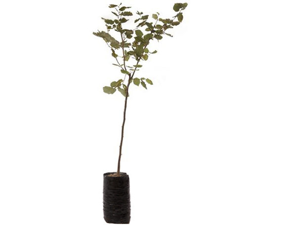 pianta di albicocca tyrinthos prunus armeniaca vulgaris in fitocella P 3497732 7394695 3 1
