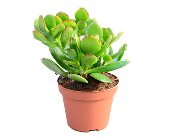 pianta grassa crassula spedizione piante vendita online 1
