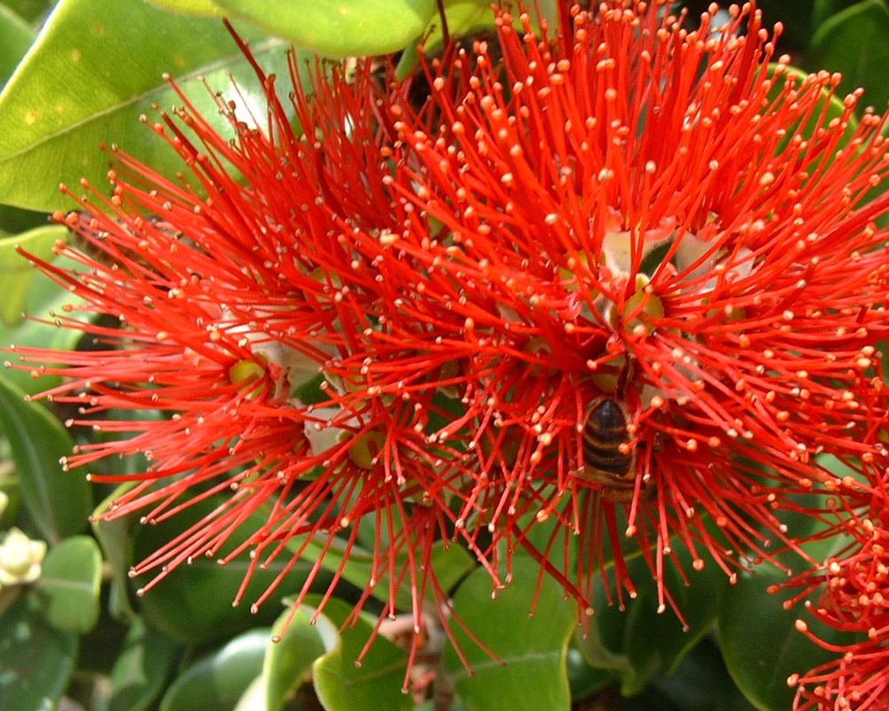 Metrosideros excelsa - immagine 2