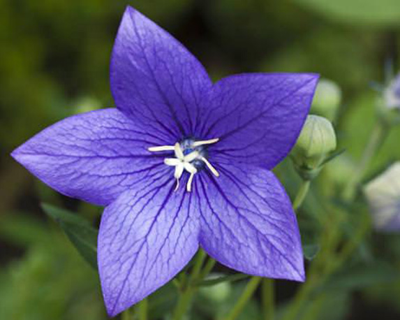 Campanula - immagine 3