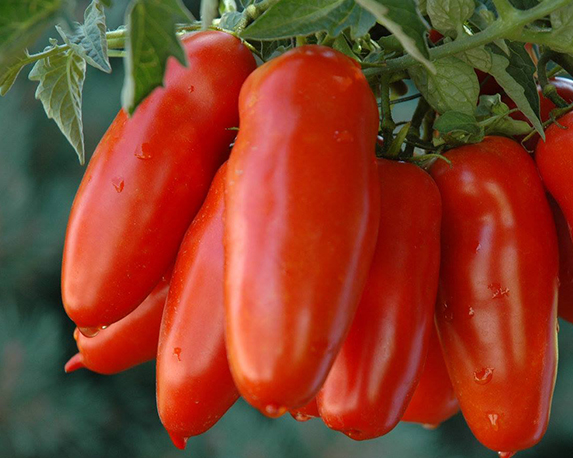 Pomodoro san marzano nano minipack - immagine 3