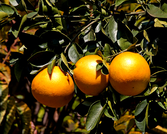 Pompelmo rosa - immagine 3