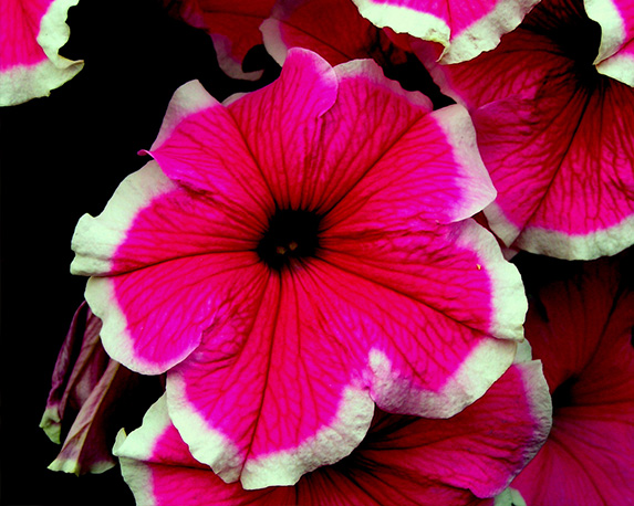 Potunia - immagine 3