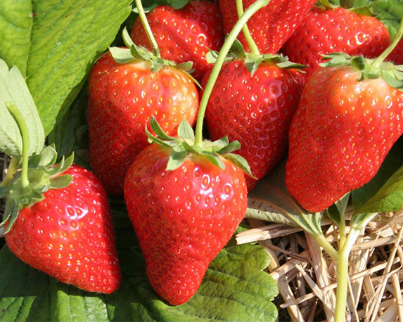 Semi fragola 4 stagioni - immagine 3