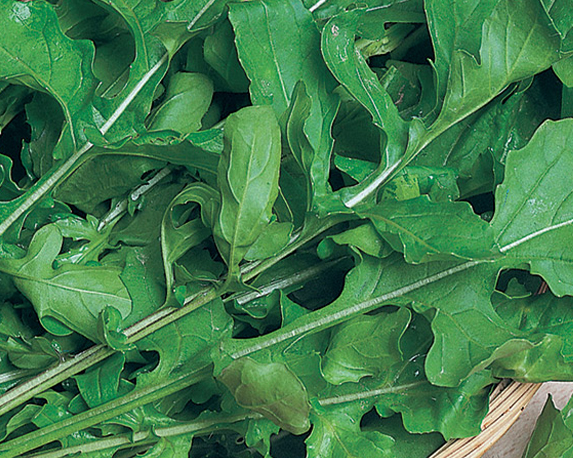 Rucola minipack - immagine 3