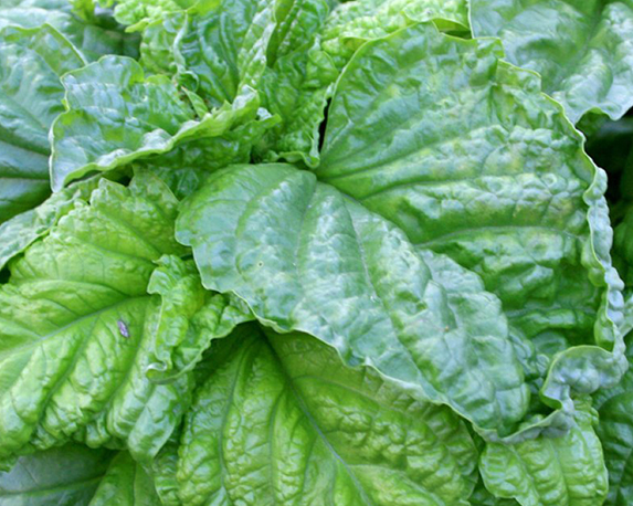 Basilico a foglia di lattuga minipack - immagine 3