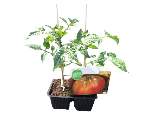 Pomodoro tondo liscio innestato